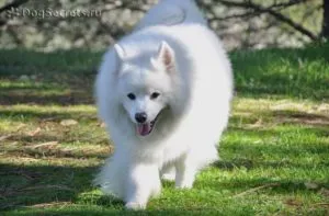 Breed kis kutyák fotók