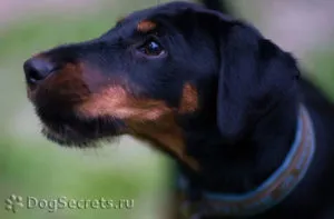 Breed kis kutyák fotók