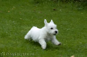 Breed kis kutyák fotók