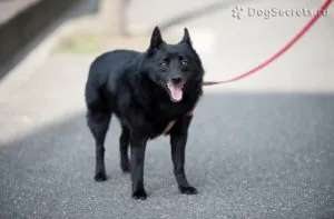 Breed kis kutyák fotók