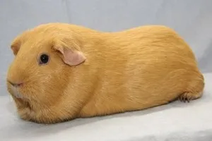 Breed tengerimalacok képekkel és nevek