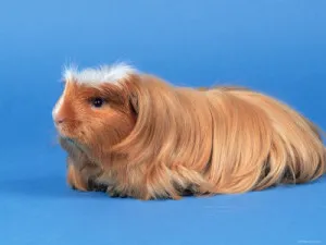 Breed tengerimalacok képekkel és nevek