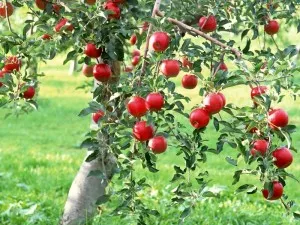 Öntözés alma nyári video szakértők ajánlásai (alma) Öntözés alma nyári video szakértők ajánlásait