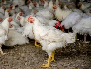Hasmenés tojótyúkban módszerek kezelésére és megelőzésére