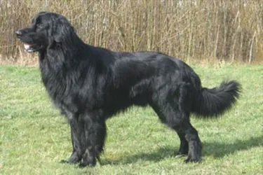 Wolfhound Dog Breed