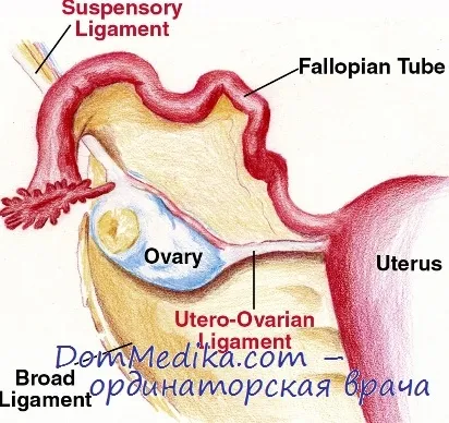 Javallatok ösztrogén