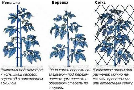 Paradicsom szabadföldi termesztés, gondozás, valamint a legjobb hozamú fajták, fotó, videó (a földön) Paradicsom szabadföldi termesztés, gondozás, valamint a legjobb hozamú fajták, fotó, videó