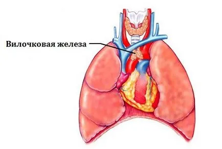 Javallatok ultrahang vizsgálat a csecsemőmirigy