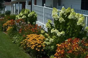 Megfelelő ültetés és gondozása daylilies a nyílt terepen (ellátás) Megfelelő ültetés és gondozása daylilies a nyílt terepen