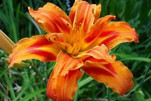 Megfelelő ültetés és gondozása daylilies a nyílt terepen (kültéri) Megfelelő ültetés és gondozása daylilies a nyílt terepen
