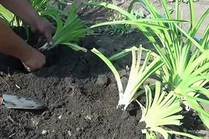 Megfelelő ültetés és gondozása daylilies a nyílt terepen (ellátás) Megfelelő ültetés és gondozása daylilies a nyílt terepen