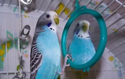 Megfelelő gondoskodás a budgies hogyan kell etetni, fenntartása és (hullámos papagájok jobbra) Megfelelő gondoskodás a budgies hogyan kell etetni, fenntartása és