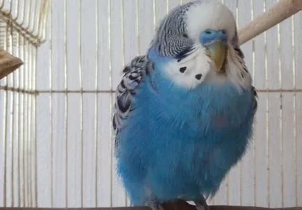 Megfelelő gondoskodás a budgies hogyan kell etetni, fenntartása és (hullámos papagájok jobbra) Megfelelő gondoskodás a budgies hogyan kell etetni, fenntartása és