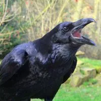 Bejelentkezés - egy varjú CAWS