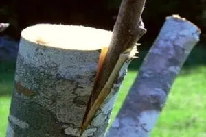 Oltás gyümölcsfák - a legjobb módja, hogy