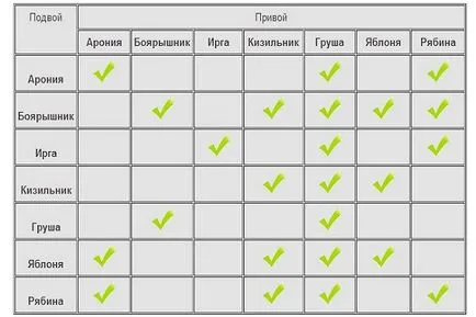 Oltás gyümölcsfák - a legjobb módja, hogy
