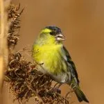 Bird csíz (55 fotó) tartalma énekesmadarak otthon, úgy néz ki