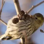 Bird csíz (55 fotó) tartalma énekesmadarak otthon, úgy néz ki