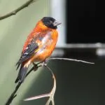 Bird csíz (55 fotó) tartalma énekesmadarak otthon, úgy néz ki