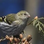 Bird csíz (55 fotó) tartalma énekesmadarak otthon, úgy néz ki