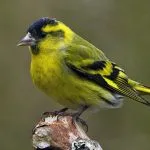 Bird csíz (55 fotó) tartalma énekesmadarak otthon, úgy néz ki