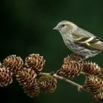 Bird csíz (55 fotó) tartalma énekesmadarak otthon, úgy néz ki