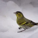 Bird csíz (55 fotó) tartalma énekesmadarak otthon, úgy néz ki