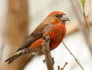 Bird Crossbill leírás, a karbantartás és gondozás otthon, fotók