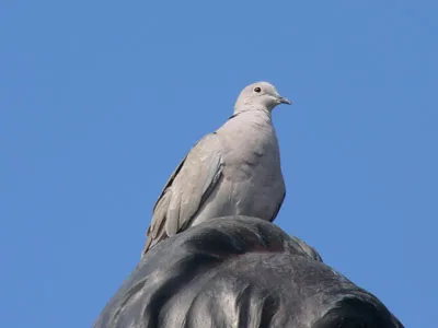 Egy madár repült be a házba, vagy ablak