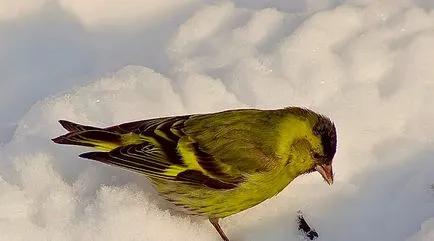 Bird csíz (55 fotó) tartalma énekesmadarak otthon, úgy néz ki