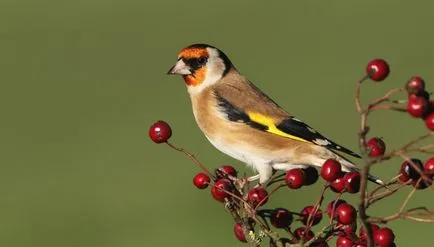 Bird csíz (55 fotó) tartalma énekesmadarak otthon, úgy néz ki