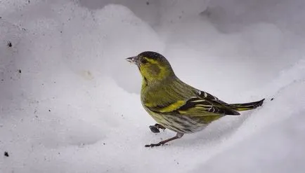 Bird csíz (55 fotó) tartalma énekesmadarak otthon, úgy néz ki