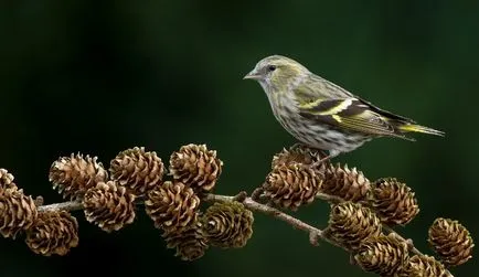 Bird csíz (55 fotó) tartalma énekesmadarak otthon, úgy néz ki