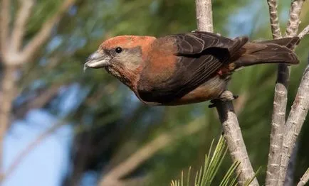 Bird Crossbill leírás, a karbantartás és gondozás otthon, fotók