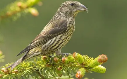 Bird Crossbill leírás, a karbantartás és gondozás otthon, fotók
