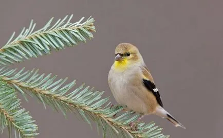Bird csíz (55 fotó) tartalma énekesmadarak otthon, úgy néz ki