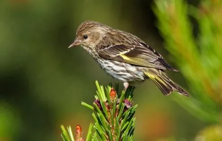 Bird csíz (55 fotó) tartalma énekesmadarak otthon, úgy néz ki