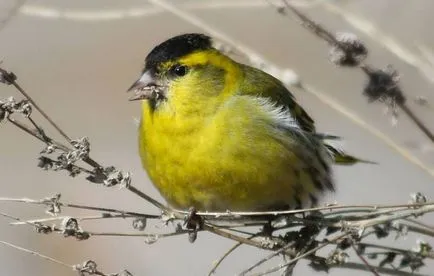 Bird csíz (55 fotó) tartalma énekesmadarak otthon, úgy néz ki