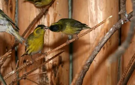 Bird csíz énekesmadár tartalom fogságban (a csíz ének) Bird csíz énekesmadár tartalom fogságban