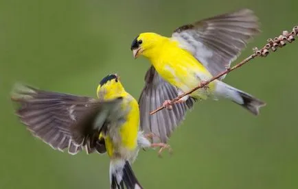 Bird csíz énekesmadár tartalom fogságban (fogságban) Bird csíz énekesmadár tartalom fogságban