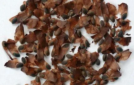 Bird csíz énekesmadár tartalom fogságban (csíz madár) Bird csíz énekesmadár tartalom fogságban