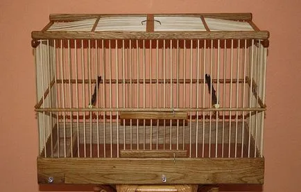 Bird csíz énekesmadár tartalom fogságban (fogságban) Bird csíz énekesmadár tartalom fogságban