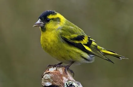 Bird csíz (55 fotó) tartalma énekesmadarak otthon, úgy néz ki