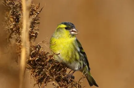 Bird csíz (55 fotó) tartalma énekesmadarak otthon, úgy néz ki