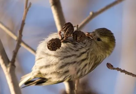 Bird csíz (55 fotó) tartalma énekesmadarak otthon, úgy néz ki