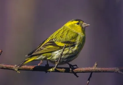 Bird csíz (55 fotó) tartalma énekesmadarak otthon, úgy néz ki