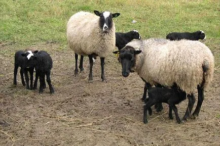 Tenyésztési juh és növekvő otthon kezdőknek, üzleti terv, video