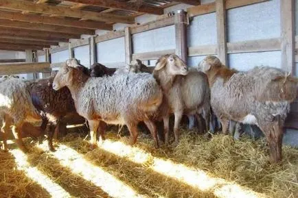 Tenyésztési juh és növekvő otthon kezdőknek, üzleti terv, video