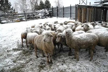 Tenyésztési juh és növekvő otthon kezdőknek, üzleti terv, video