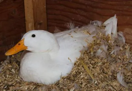 Tenyésztési kacsa otthon - Tippek és trükkök - a madár (feltételek) Tenyésztési kacsa otthon - Tippek és trükkök - a madár